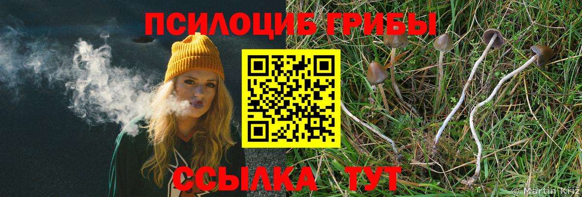 Псилоцибиновые грибы Cubensis Кимры